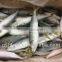 New Fishing Frozen IQF 60-70g Pacific Mackerel in 2016