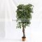 fake artificial money pant tree woode trunk home decoration