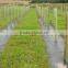 PP Woven Weed Mat/ground Cover /black Fabric for Agriculture