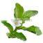 Bhringraj Powder / Eclipta Alba / False Daisy Powder