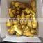 2015 New Crop Fresh Ginger From China