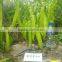 F1 Pepper For Growing New Golden Fortune 808
