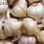 PURE WHITE FRESH GARLIC 4.5CM