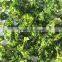 AD Broccoli