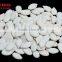 Export Shine Skin Pumpkin Seeds with shell