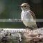 Mealworm&Insect Bird Feed