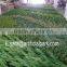 plastic garden walls,vertical green wall