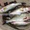 Frozen seabass fillets 5-7oz,7-9oz lateolabrax japinicus for Middle East Market