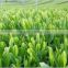 Japanese Green Tea powder produced grown in Fukuoka Japan, Yame-cha green tea capsules benefits
