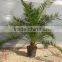 Phoenix Canariensis from 80/100 in 5 liters pot