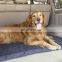 High Quality Travel Dog Bed with Waterproof and Non-slip fabric at the bottom,  Luxury Portable Dog Mat and Machine Washable