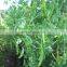 Sinocharm Good Price New Crop IQF Frozen Sugar Snap Peas With BRC Certification