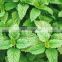 Wholesale prices Pure Natural Herbal Plant Extract Powder Lemon Balm Leaf Extract
