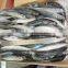 FROZEN ROUND SCAD FOR TUNA BAIT