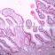 School teaching educational prepared slides of human histology set