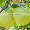 New fresh sweet pomelo citrus fruits packing 15kg box