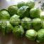 Flat Cabbage Exporter