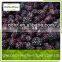 frozen organic blackberry