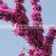 2016 High Purity Chinese Redbud Seeds For Growing