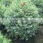 Ligustrum ovalisolium