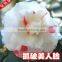 All Camellia japonica variety