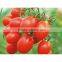 Xi hong shi zhong zi Latest seeds Tomato F1 For Greenhouse
