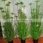 SJ03015054 Decoration Garden Artificial PVC Onion Grass