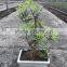 Podocarpus macrophyllus bosnai
