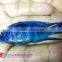 Quality Malawi cichid fish export company for company importer