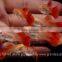 Full red albino guppy for Freshwater Aquarium fish export company from Thailand