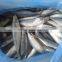 Best quality aquatic product mackerel for sale