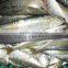 China Exporter Frozen Sardinella lemuru fish