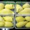 IQF MEAT DURIAN _ SPECIAL TASTE