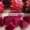 Frozen Dragon Fruit- High quality - Competitive Price