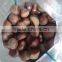 high quality 5kg gunny bag fresh chinese chestnut for Jordan