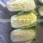 Hot sale Chinese Big White long Cabbage