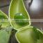 GMP Certified Manufacturer Supply Natural Griffonia Seed Extract