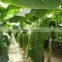 Small banana fruit tree