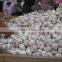 China Garlic in Hot Sale to Export