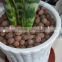 Lightweight Expanded Clay /clay pebbles as growing medium for Hydroponics