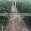 hydroponic U-type gully or gutter Food grade