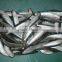 2017 New frozen sardines price for wholesale