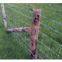 Knotted Wire Fence