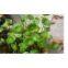 Gotu Kola Extract Triterpenes（rossonl@huacheng-biotech.com）