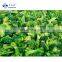 Sinocharm High Quality Organic IQF Frozen Fresh Broccoli Kosher