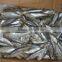 Frozen Sardines (Sardinella Longiceps) for bait and canning 250pcs