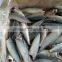HACCP EU Frozen HGT Pacific Mackerel and Scomber Japonicus for Canned Mackerel