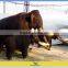 Fiberglass Model Animal from Marasuchus Dinosaur Seller