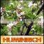 Huminrich Potash Humic Fulvic Chelated Micronutrient Foliar Fertilizer