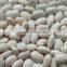 we are supply Medium white kidney beans with good quality for sale